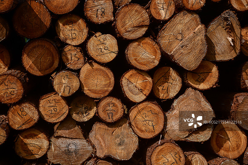 木材的横切面图片素材