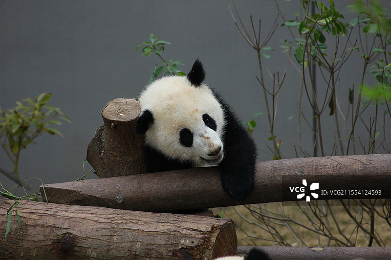成都大熊猫繁殖基地内两只嬉戏打闹的2岁幼年大熊猫图片素材