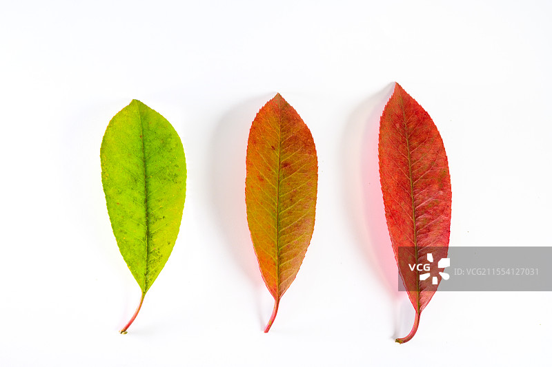 多色的树叶图片素材