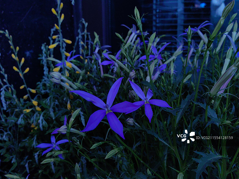 春暖花开纪实随拍图片素材