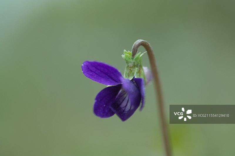 紫花地丁图片素材