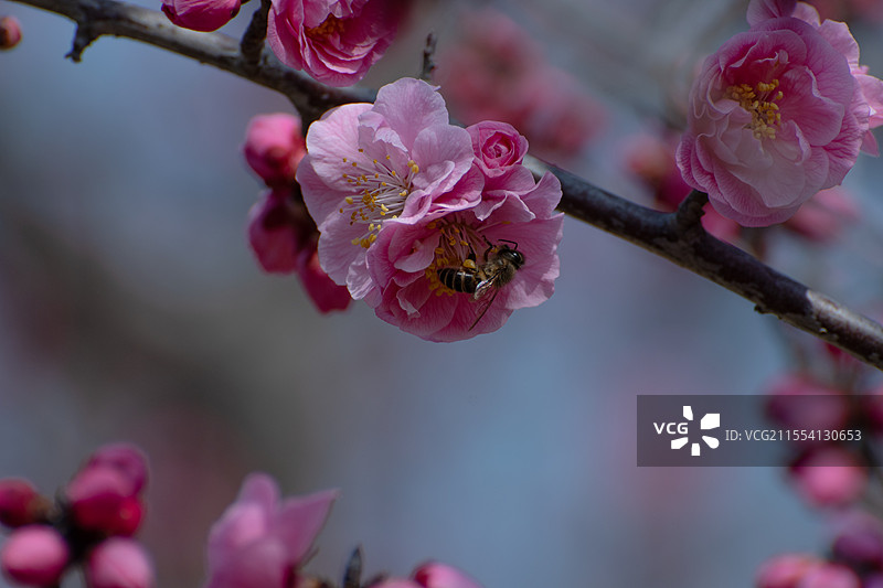 杨凌渭河湿地公园红梅盛开图片素材