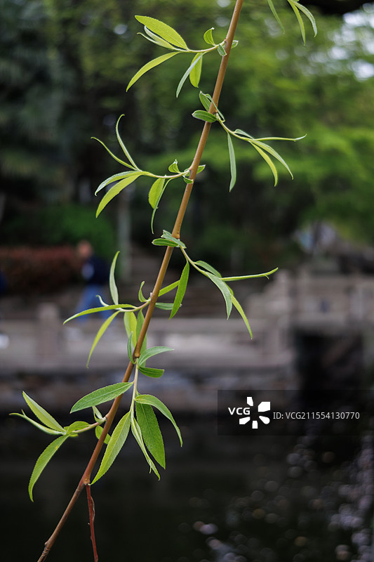春天新发芽的嫩绿柳叶图片素材