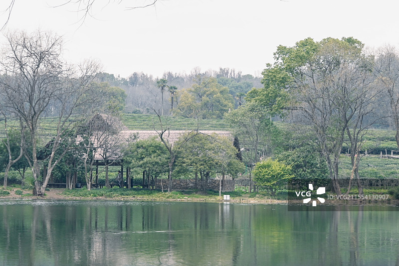杭州西湖茅家埠茶园湖泊图片素材
