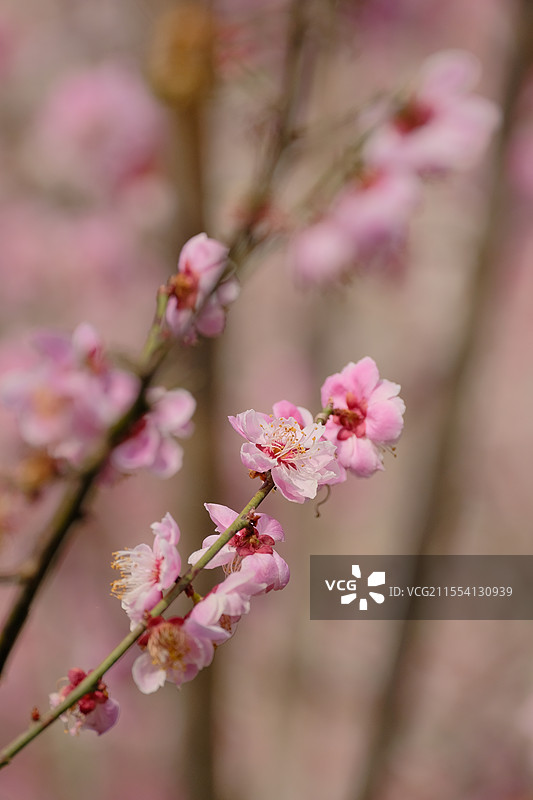安康子午梅苑——春天的梅花开了图片素材