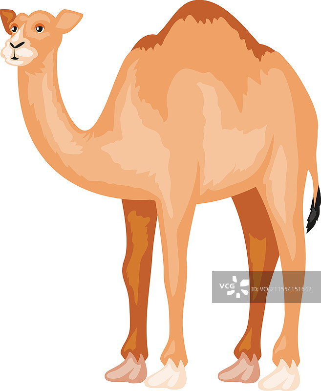 沙漠中的骆驼动物图片素材