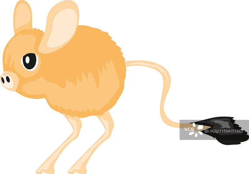 袋鼠鼠 沙漠动物图片素材