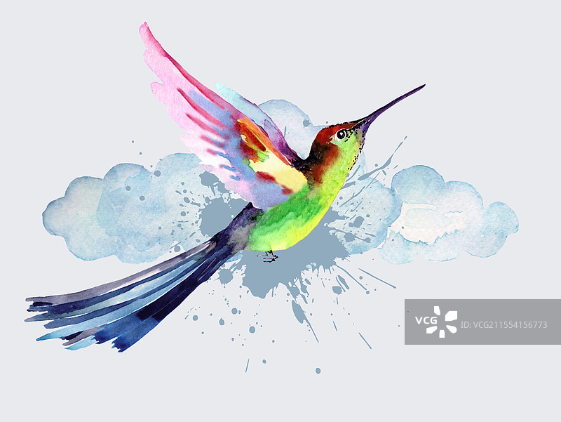 水彩画的蜂鸟图片素材