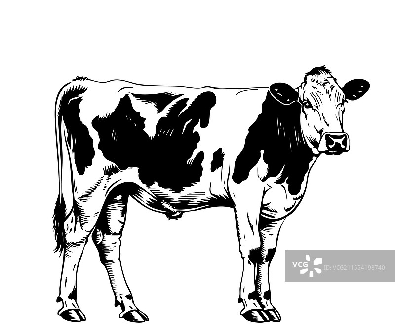 手绘的牛素描 牲畜图片素材