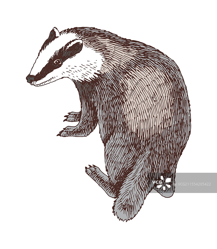 手绘的獾图片素材