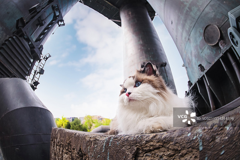 工业建筑里的布偶猫图片素材