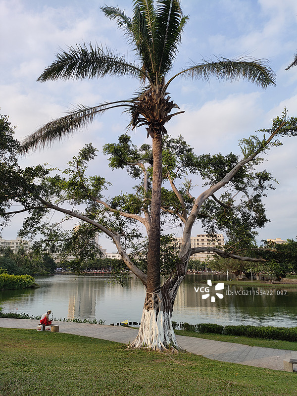 植物共生现象图片素材