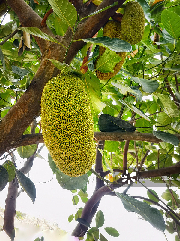 水果菠萝蜜生长的特写境头图片素材