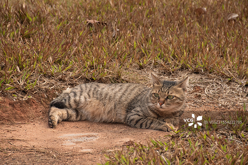 草地上打滚的奶牛猫和狸花猫图片素材