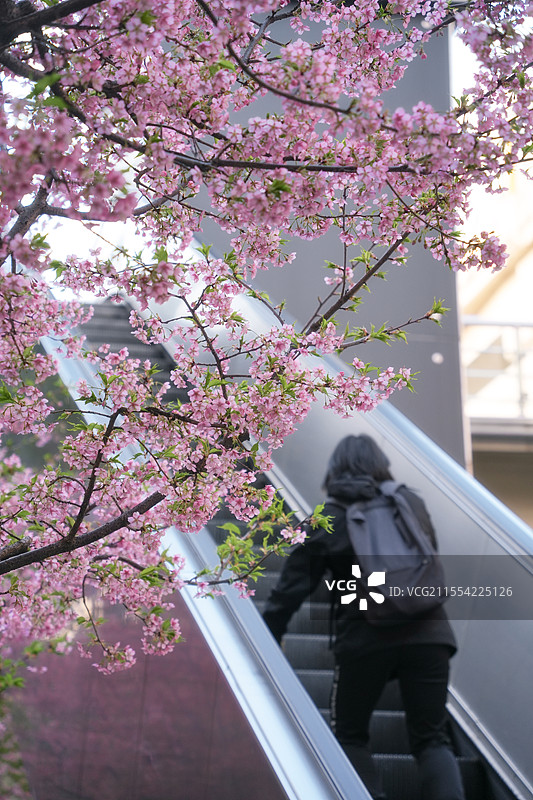 上海闸北区彭浦新村地铁站车站公园春天早樱花景观图片素材