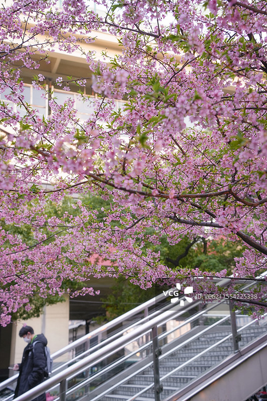 上海闸北区彭浦新村地铁站车站公园春天早樱花景观图片素材