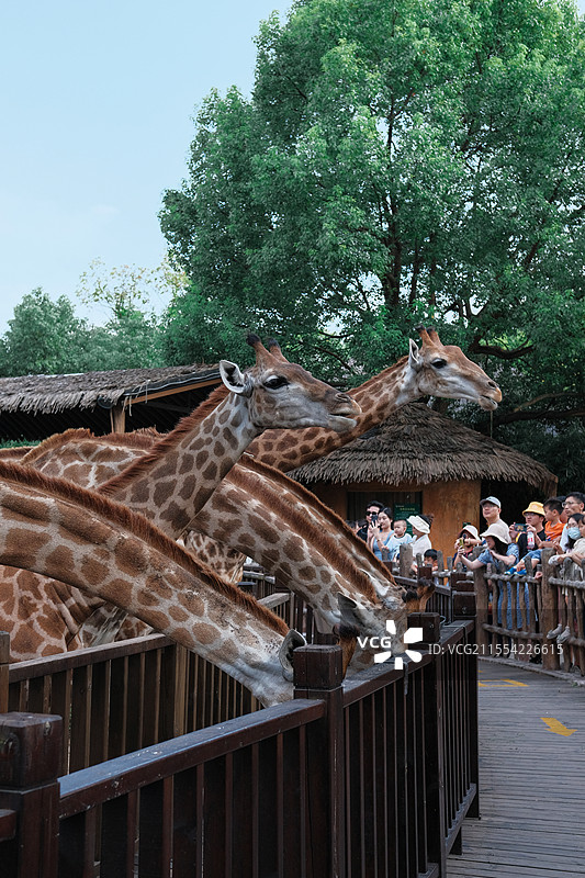 上海野生动物园长颈鹿进食图片素材