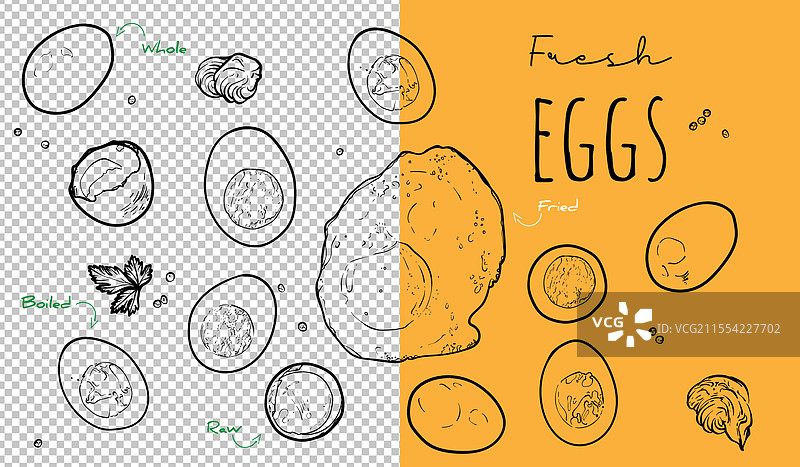 手绘轮廓的鸡蛋图片素材