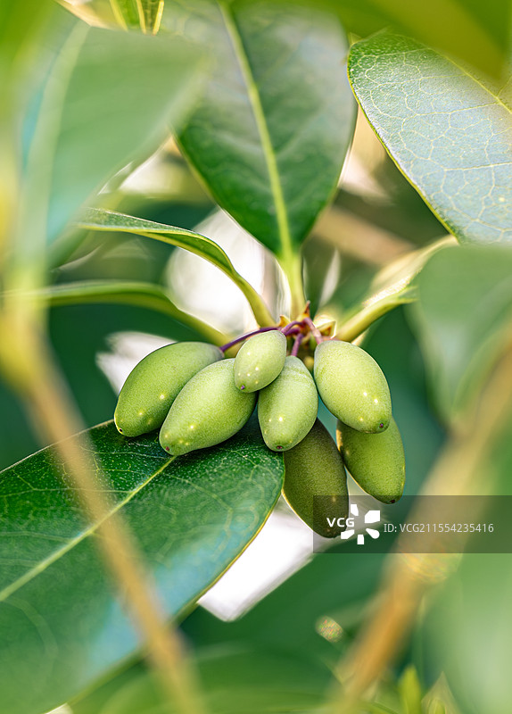 桂花树 木犀科木犀属常绿灌木 桂籽 桂子 桂花树籽 上海浦东世纪公园春季植物图鉴 3月份图片素材