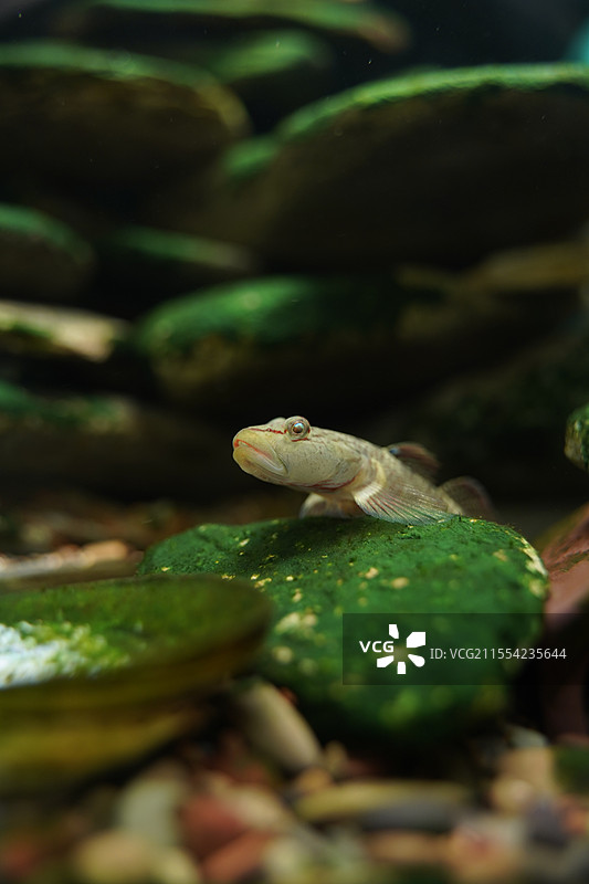 李氏吻虾虎鱼图片素材