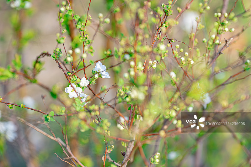 珍珠绣线菊 喷雪花 嫩芽新叶白色小花 蔷薇科绣线菊属灌木 上海世纪公园春季植物图鉴图片素材