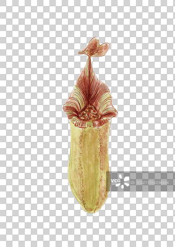 猪笼草植物标本手绘图片素材