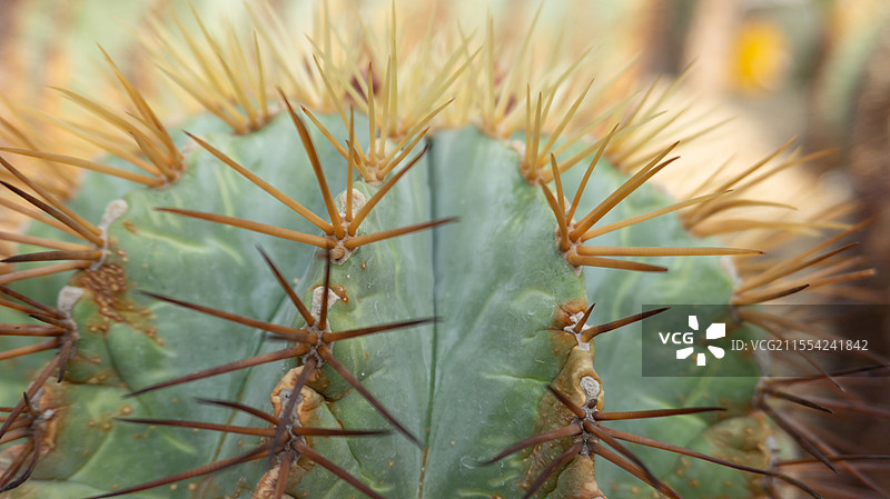 王冠龙仙人掌特写图片素材