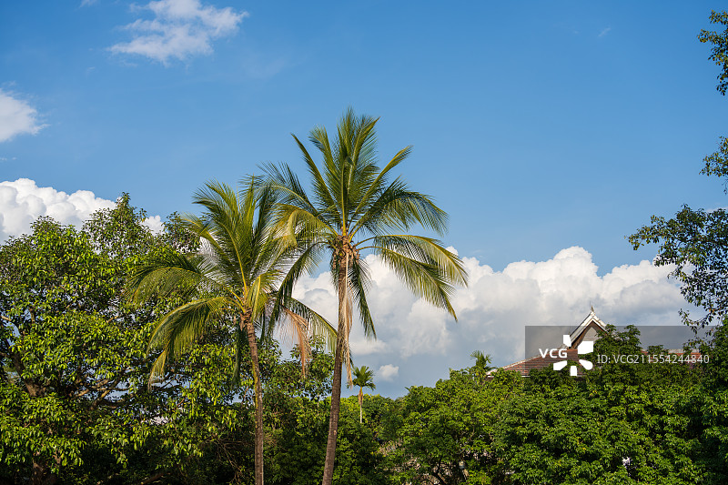 蓝天白云下的椰子树与绿植图片素材