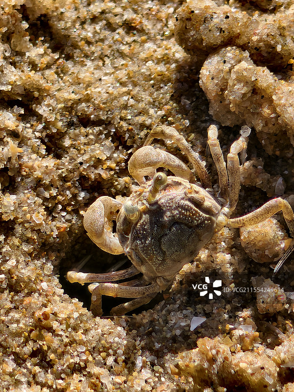三亚海滩边指甲大小的小螃蟹图片素材