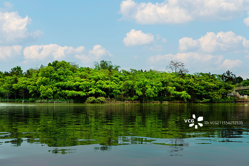 巴金笔下«鸟的天堂»，全世界最大的大榕树图片素材