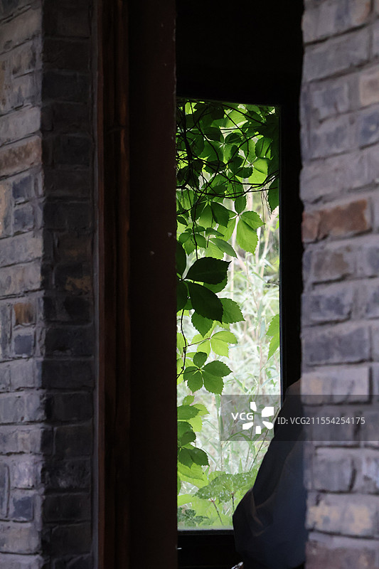 农村厨房窗外的绿色爬藤植物图片素材