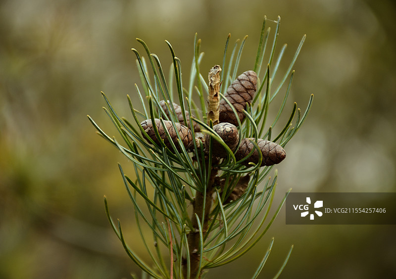 潍坊虞河景区岸边松树的球果孕育成长中图片素材