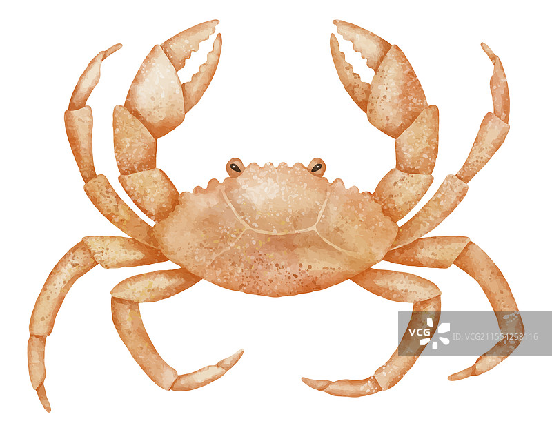 水彩画的海洋螃蟹图片素材
