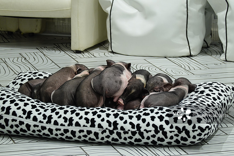 一群睡觉的猪舒服的猪图片素材