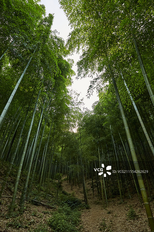 浙江省湖州市安吉中国大竹海景区卧虎藏龙拍摄地竹林竹子风光图片素材