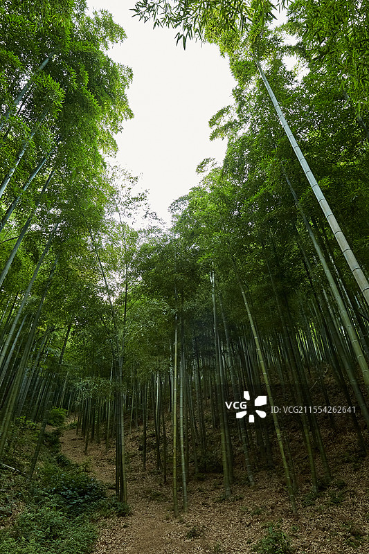 浙江省湖州市安吉中国大竹海景区卧虎藏龙拍摄地竹林竹子风光图片素材