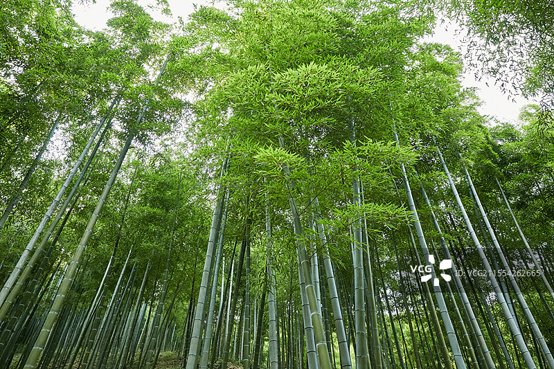浙江省湖州市安吉中国大竹海景区卧虎藏龙拍摄地竹林竹子风光图片素材