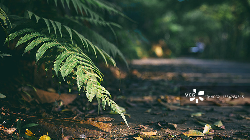 佛山植物园的蕨类植物图片素材