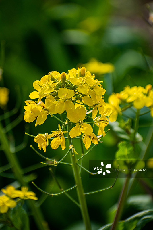 四川绵阳户外油菜花、菜籽花、黄色花朵图片素材