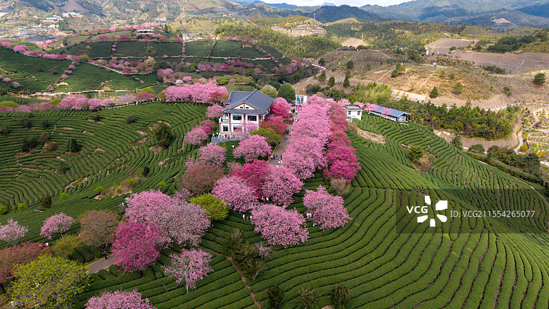 樱花与茶园图片素材