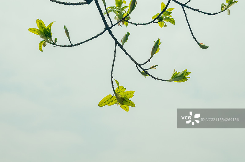 珠三角地区春天发芽的大叶榕树图片素材