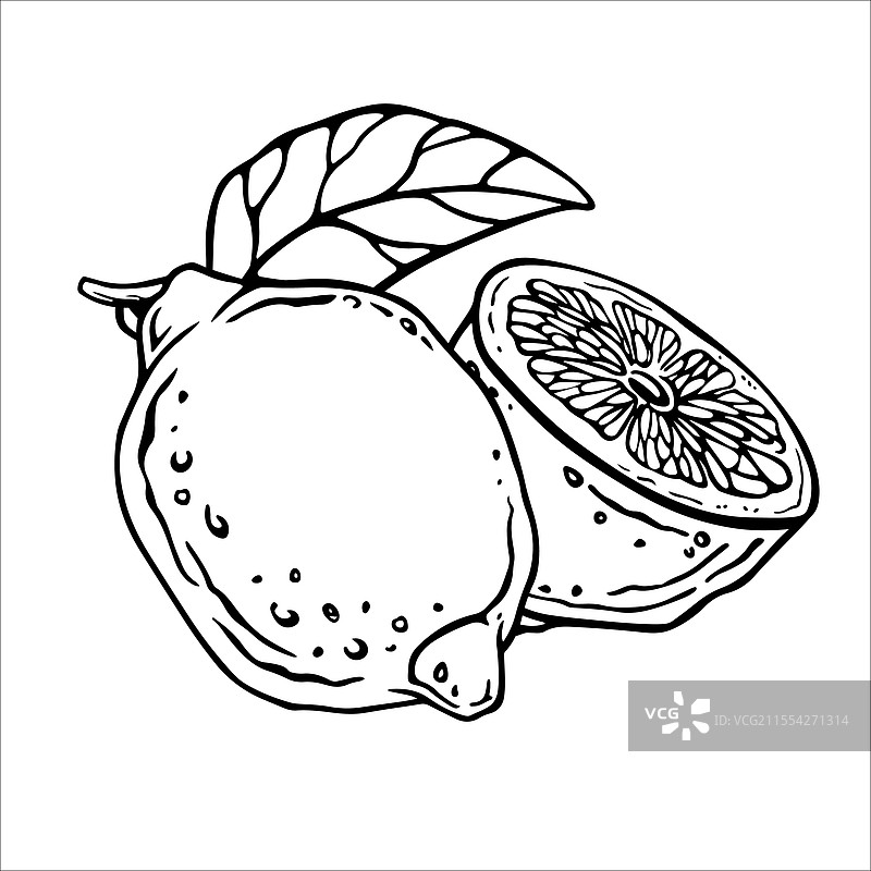 手绘柠檬线条柑橘构图图片素材