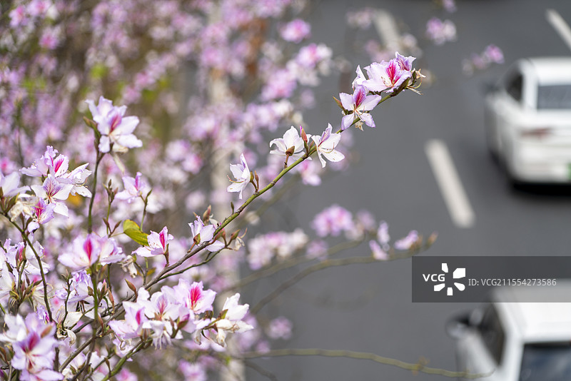 春天的花城广州，洋紫荆花（红花羊蹄甲）盛开的城市道路图片素材