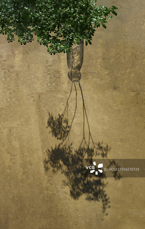 植物与倒影图片素材