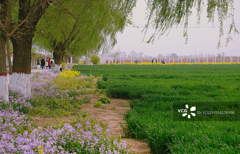 春天里的麦田、柳树、诸葛菜、油菜花。春暖花开。在希望的田野上图片素材
