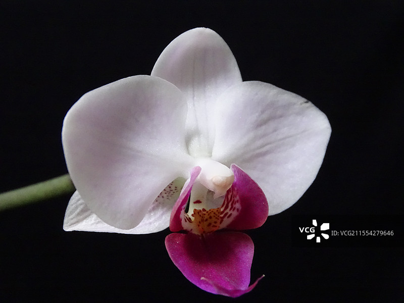 花开美丽/静谧清美的蝴蝶兰图片素材