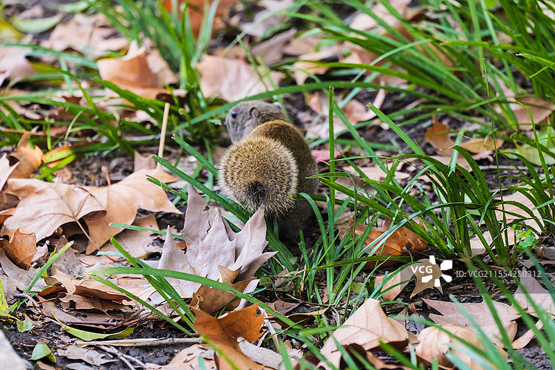 小松鼠的螺旋形尾巴图片素材