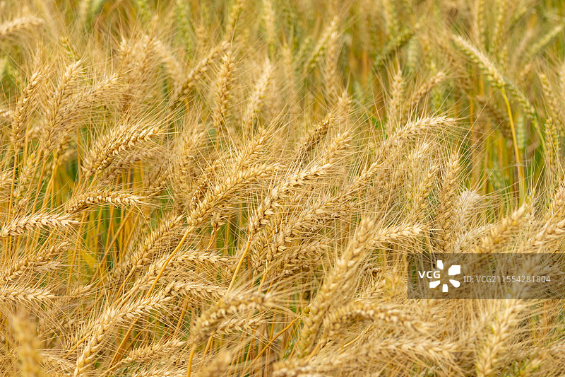 中国南方种植的糯小麦成熟了图片素材