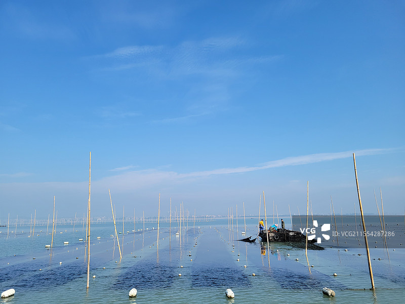 海上紫菜收割图片素材