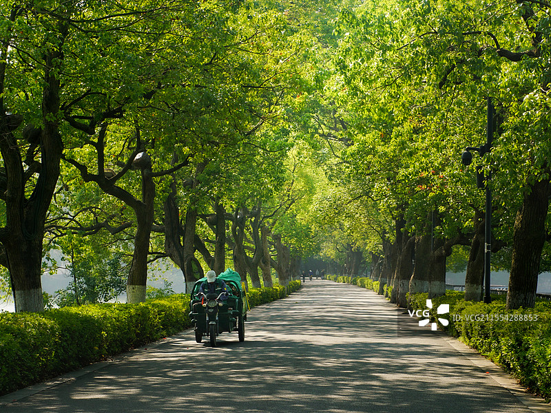 林荫路图片素材